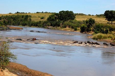 zebra-and-wildebeest-cross-the-mara-river