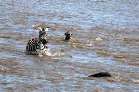 zebra-caught-by-crocodile