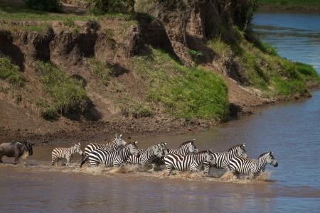zebra-and-wildebeest-crossing-the-mara-river