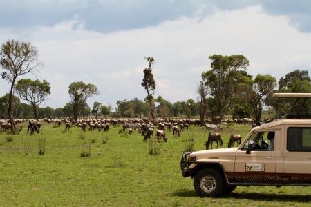 wildebeest-migration-close-to-lemala-mara