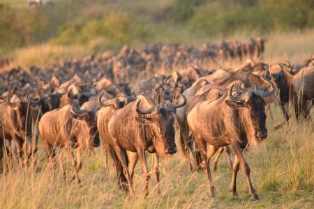 wildebeest-on-the-topi-plains