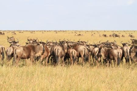 wildebeest-on-the-bila-shaka-plains