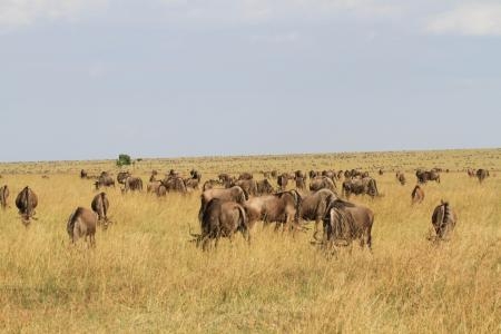 wildebeest-on-the-rhino-ridge-plains