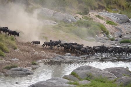 wildebeest-crossing-the-talek-river