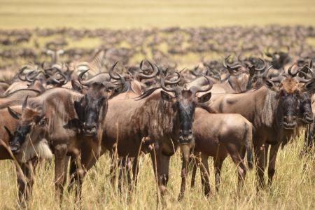herds-west-of-the-mara-reserve-at-paradise-plains