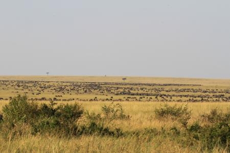 wildebeest-congregating-at-bila-shaka