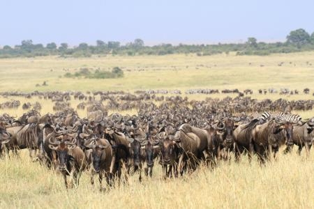 wildebeest-moving-towards-paradise-plains