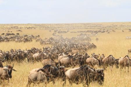 wildebeest-coming-from-rhino-ridge