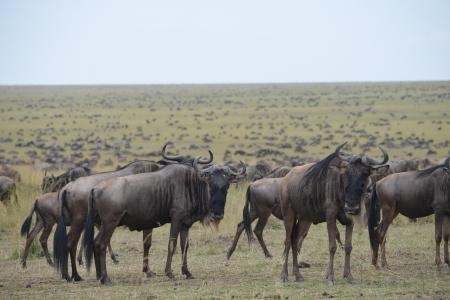 wildebeest-migration-in-the-mara-triangle