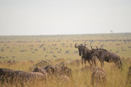 herds-at-rhino-ridge