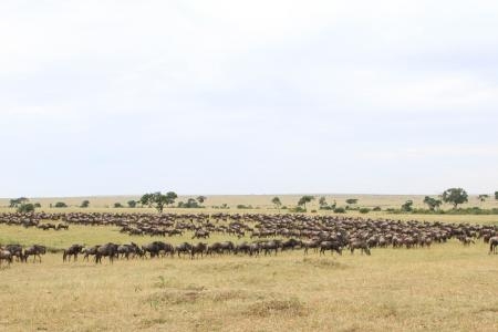 wildebeest-in-south-bila-shaka