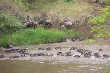 wildebeest-crossing-close-to-governors-camps
