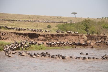 herds-crossing-over-to-the-mara-triangle