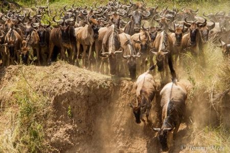 wildebeest-at-the-serena-crossing-point