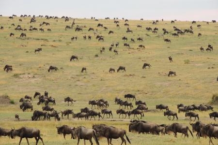 wildebeest-on-the-lemai-plains
