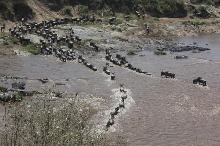 wildebeest-migration-cross-the-mara-river