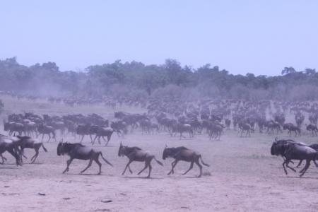 wildebeest-migration-in-the-masai-mara
