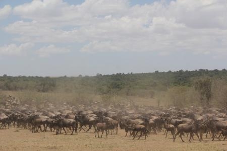 herds-grazing-in-the-masai-mara