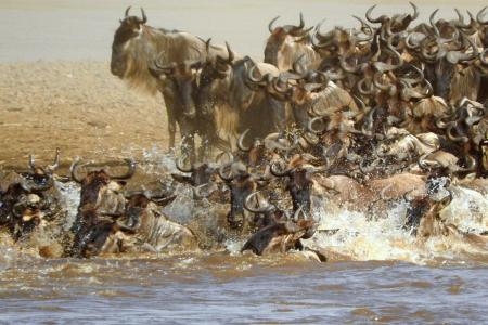 wildebeest-crossing-at-the-cul-de-sac-crossing-point