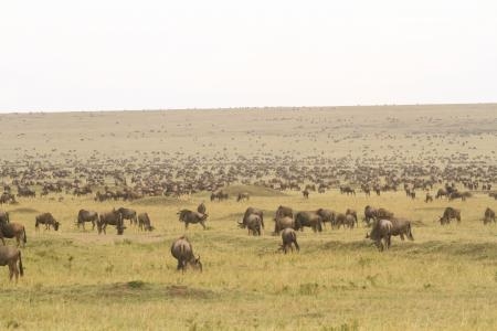 wildebeest-on-the-marsh-and-bila-shaka-grasslands