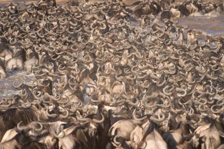 wildebeest-massing-together