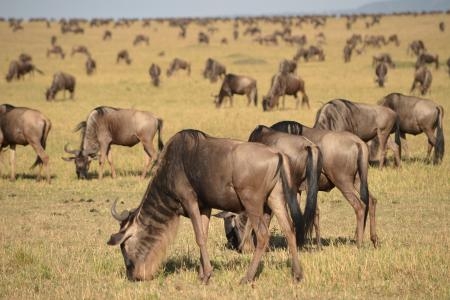 wildebeest-grazing-in-the-masai-mara
