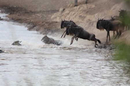 wildebeest-jump-into-the-mara-river