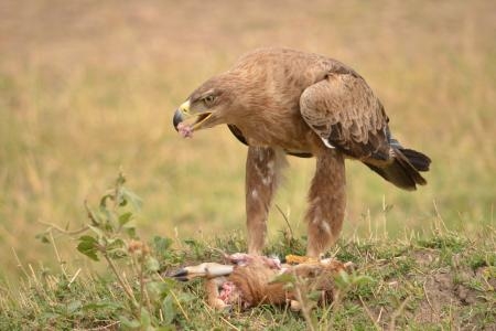 tawny-eagle-feeding-on-a-newborn-thomsons-gazelle