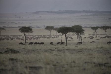 wildebeest-in-the-serengeti