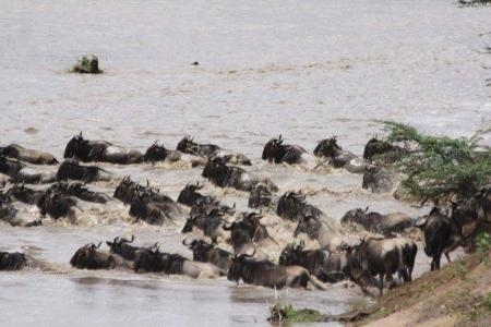 wildebeest-crossing-the-mara-river