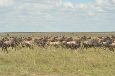 The wildebeest migration