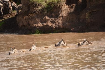 Zebra crossing the Mara River