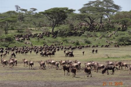 Wildebeest on the southern plains of the Serengeti
