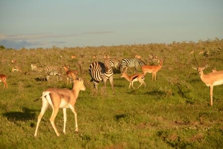 Zebra, Thomson's gazelle and impala in Naboisho
