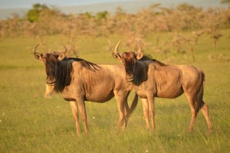Wildebeest in the Naboisho Conservancy