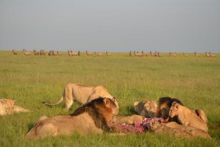 Lions feed on a topi kill 