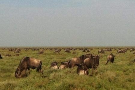 The wildbeest migration grazing on the southern Serengeti Plains
