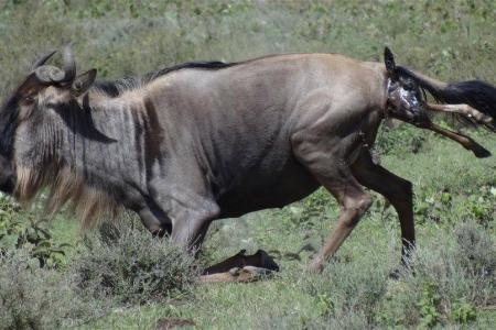 The birth of a wildebeest calf