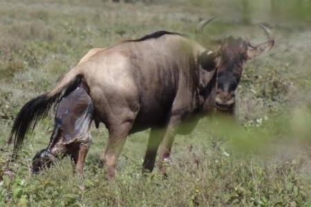 A wildebeest calf being born in Ndutu