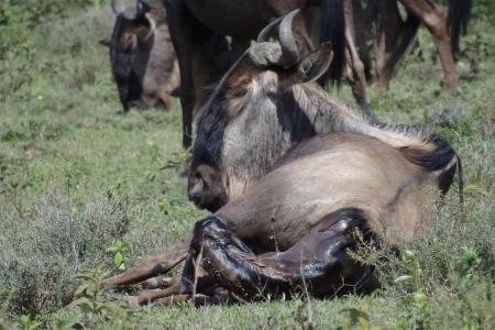 The newborn wildebeest  takes in it's surroundings