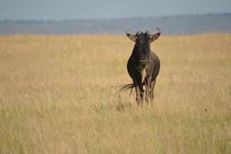 Wildebeest in the Mara Reserve