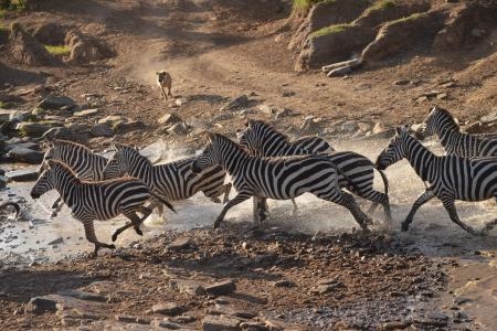 Loita zebra crossing the Olare Orok River