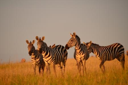 Zebra in Naboisho 