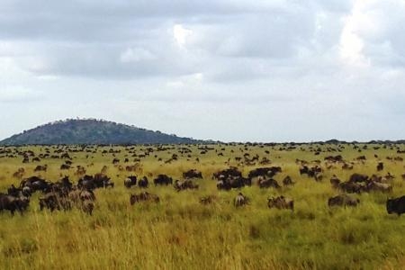 The wildebeest migration close to Mbalageti