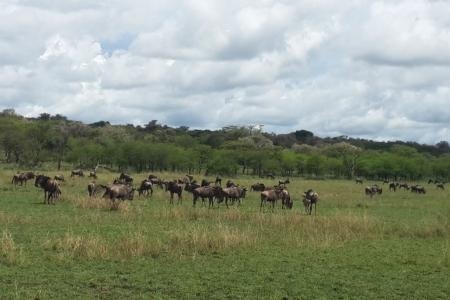 The migration is close to the Mbalageti Safari Camp