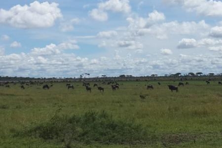 Wildebeest migration close to Mbalageti