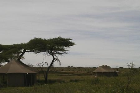 The migration surrounding the Namiri Plains Camp
