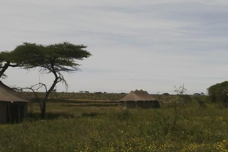 The wildebeest migration close to Namiri Plains