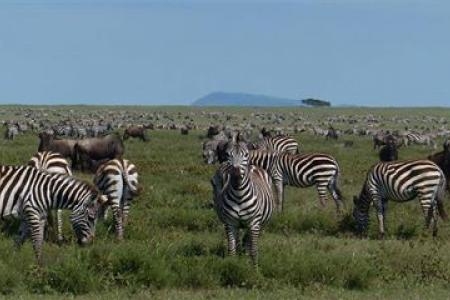 Zebra in Ndutu