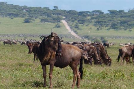 The wildebeest migration in Ndutu